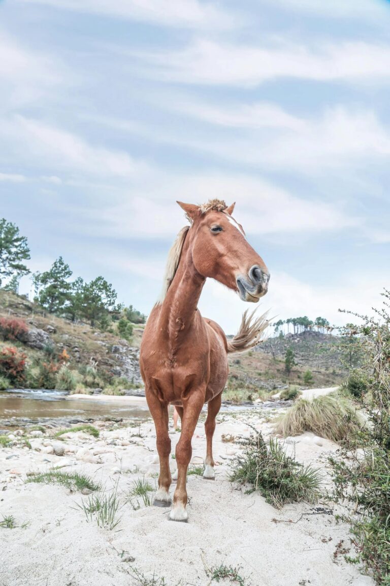 imgi 13 attachment3A5441afae 5dba 429d b798 38ba94e0fe9d3Apexels carena 1266115 2413185 768x1152