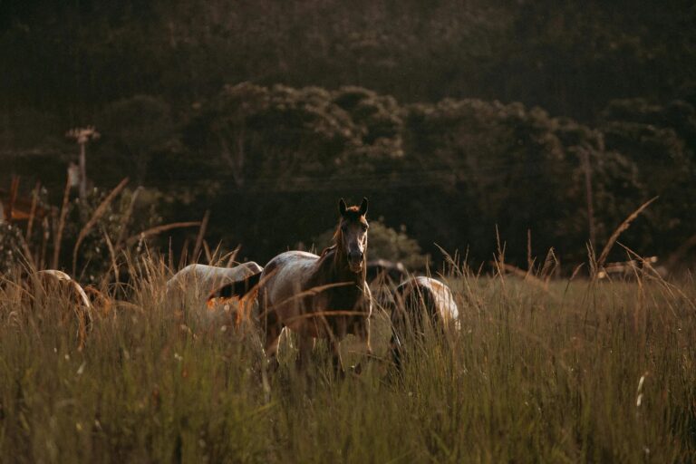 imgi 17 attachment3A7f07808d b65c 4bf6 84e3 894c6cb122343Apexels helenalopes 2009696 768x512