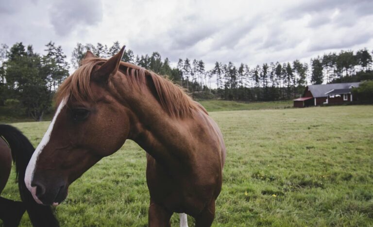 imgi 9 attachment3A3d878b26 f59a 41d0 a0bd c81ad4febc423Apexels pixabay 326077 768x467